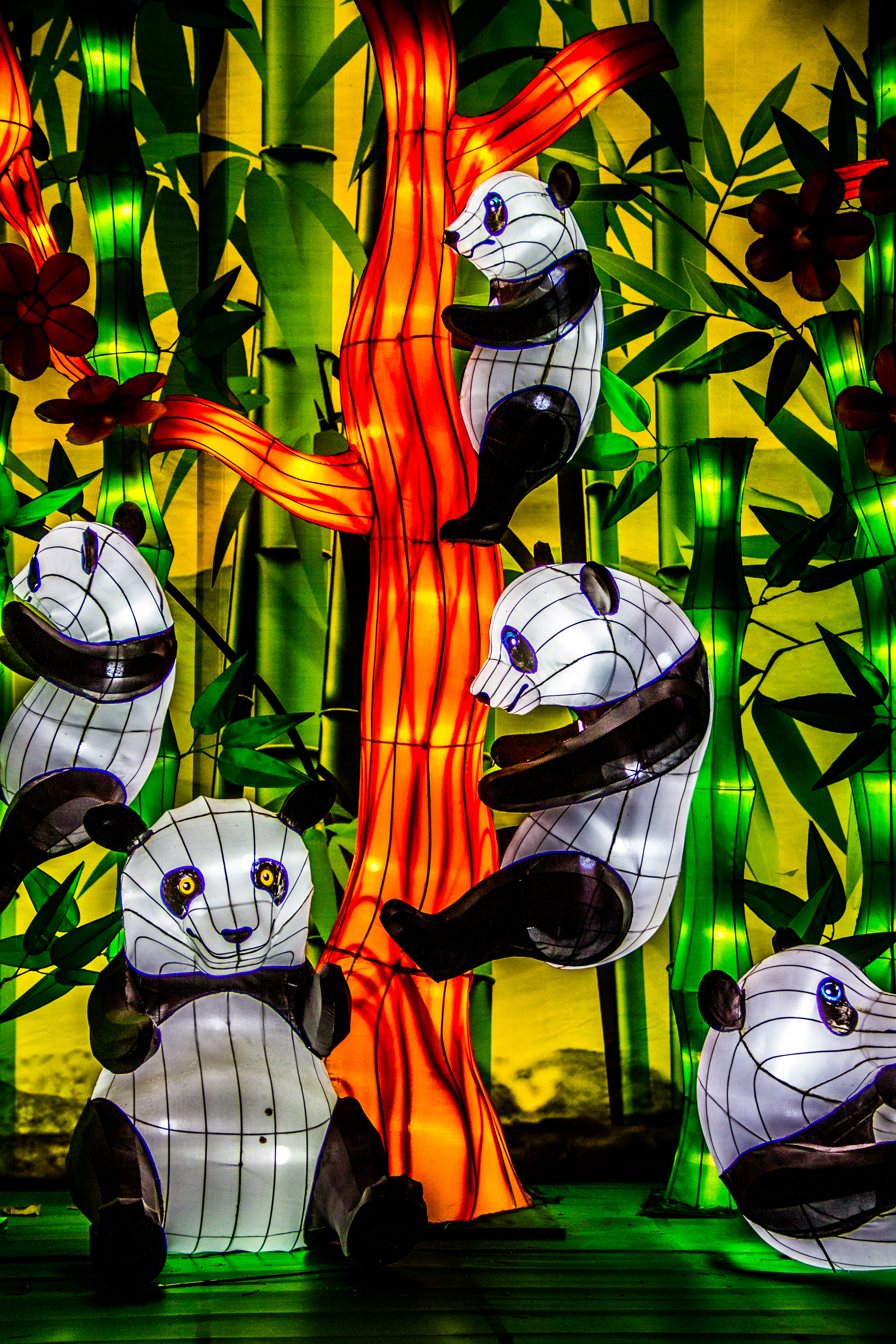 Panda display at Chinese Lantern Festival